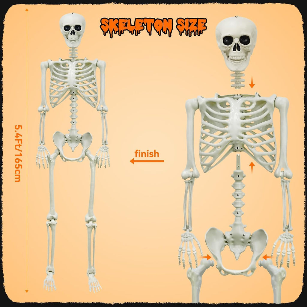 5.4Ft Posable Skeleton X785