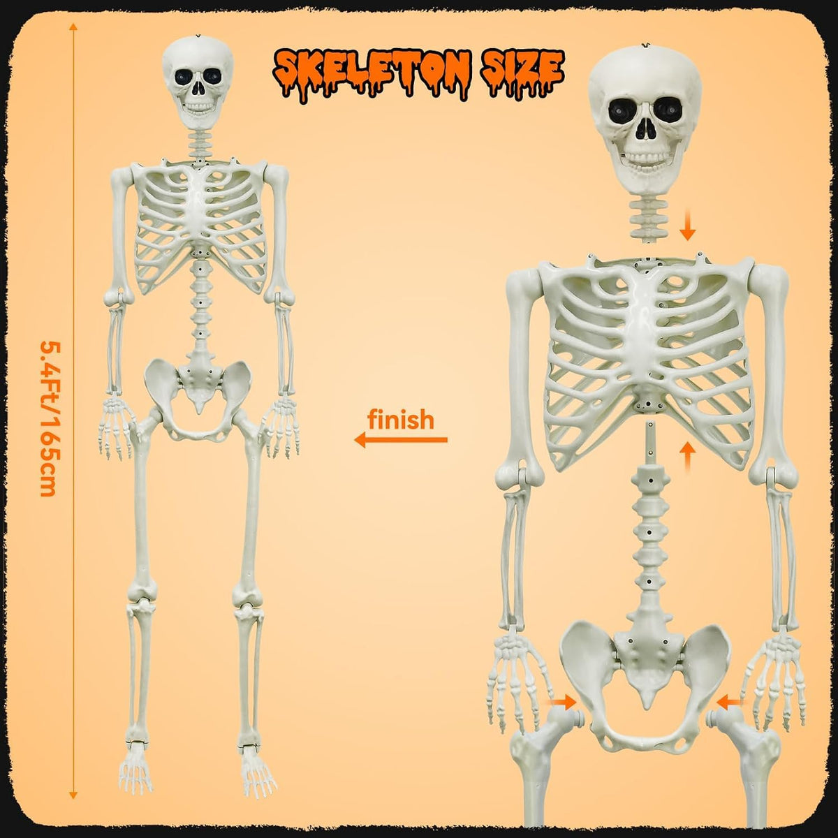5.4Ft Posable Skeleton X785
