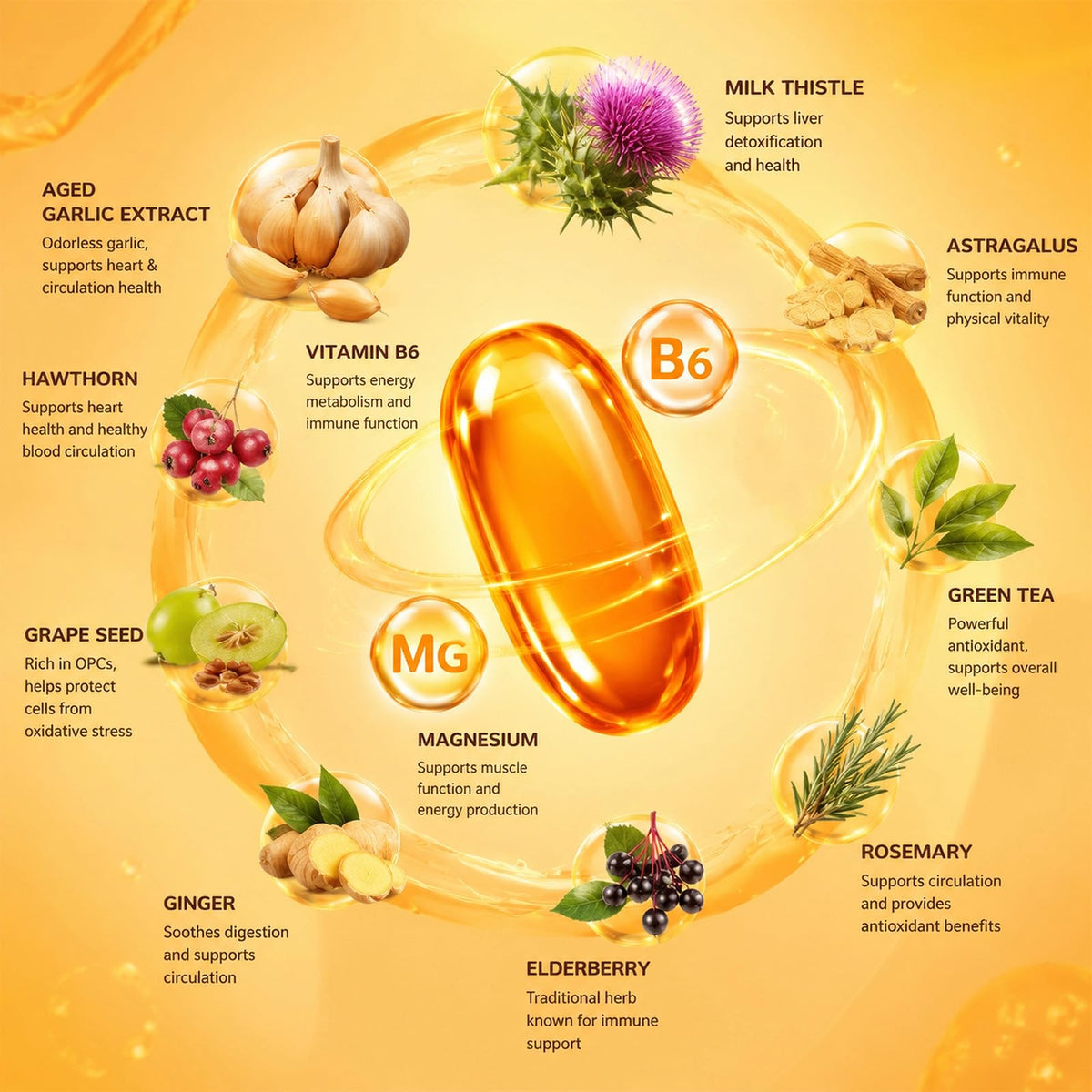 1200mg Odorless Aged Garlic Extract Softgels with CoQ10 T559045