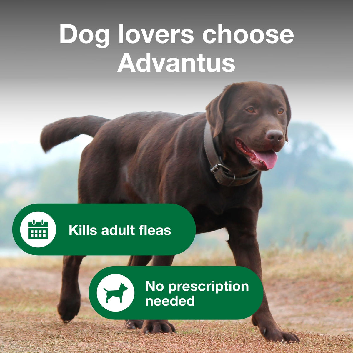 Soft Chew Flea Treatment for Dogs 23-110 lbs. 7 ct L2598