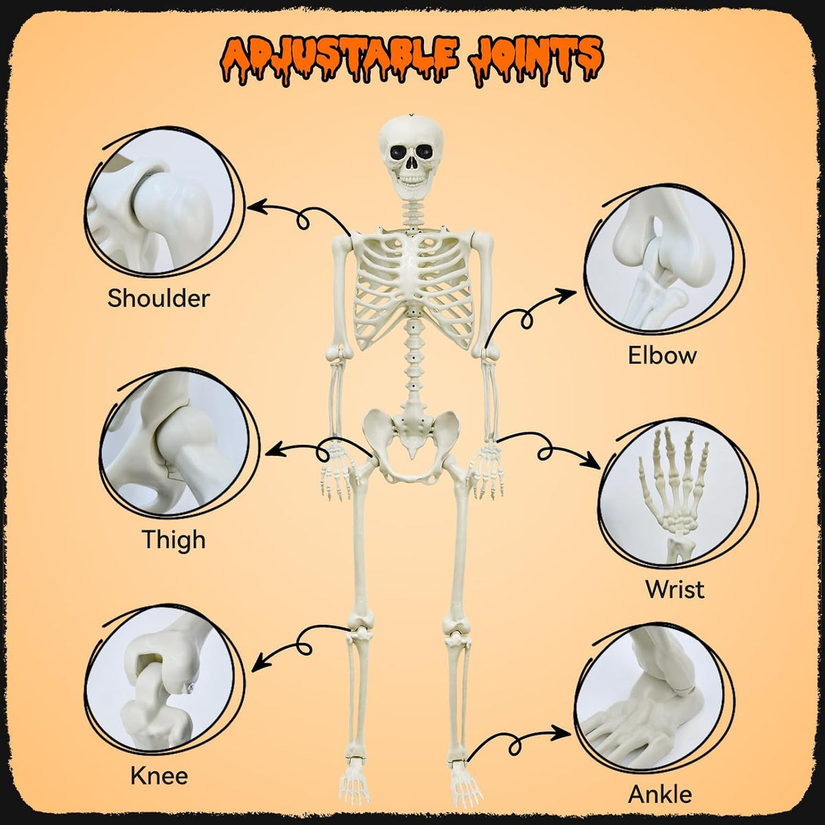 5.4Ft Posable Skeleton X785