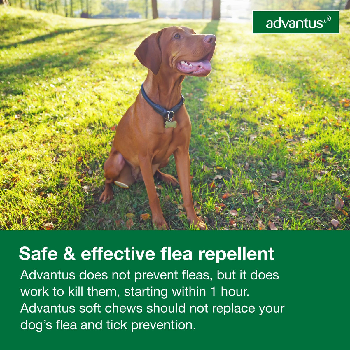 Soft Chew Flea Treatment for Dogs 23-110 lbs. 7 ct L2598